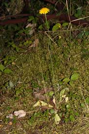 Attēlu rezultāti vaicājumam “Hypochaeris radicata”