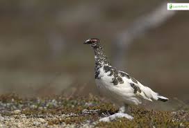 Image result for Lagopus muta