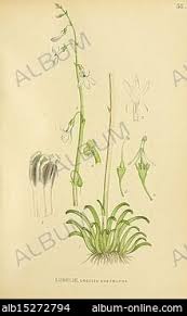 Attēlu rezultāti vaicājumam “Lobelia dortmanna bud”