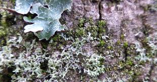 Attēlu rezultāti vaicājumam “Physcia tenella”