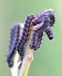 Attēlu rezultāti vaicājumam “Nymphalis xanthomelas larva”