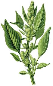 Attēlu rezultāti vaicājumam “Amaranthus retroflexus leaf”