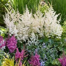 Attēlu rezultāti vaicājumam “Astilbe chinensis”