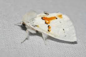 Attēlu rezultāti vaicājumam “Leucodonta bicoloria imago”