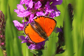 Attēlu rezultāti vaicājumam “Lycaena dispar”