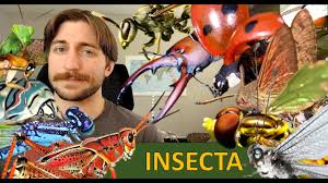 Attēlu rezultāti vaicājumam “Insecta”