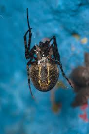 Attēlu rezultāti vaicājumam “Metellina merianae”