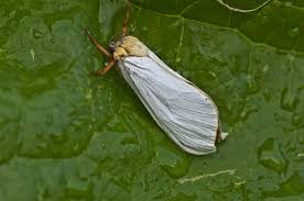 Attēlu rezultāti vaicājumam “Hepialus humuli”