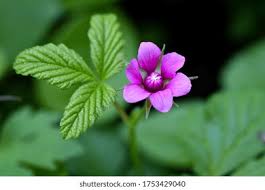 Attēlu rezultāti vaicājumam “Rubus arcticus flower”