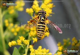 Attēlu rezultāti vaicājumam “Syrphus sp. imago”