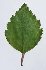 Attēlu rezultāti vaicājumam “Betula pubescens leaf”