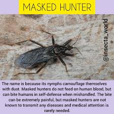 Attēlu rezultāti vaicājumam “Reduvius personatus”