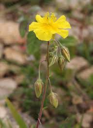 Attēlu rezultāti vaicājumam “Helianthemum nummularium flower”