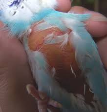http://t0.gstatic.com/images?q=tbn:ANd9GcQXjAZ8m2tgFc1KTi4-Tol9BHoebFVRCX_oFzQSUHNLIwO4QkhTfQ