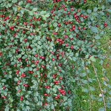 Attēlu rezultāti vaicājumam “Cotoneaster divaricatus”