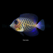 Image result for Ctenochaetus hawaiiensis