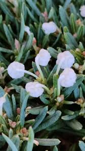 Attēlu rezultāti vaicājumam “Andromeda polifolia fruit”