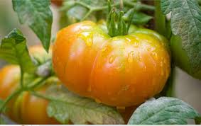 Afbeeldingsresultaat voor amana orange beefsteak tomato