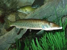 Image result for Esox masquinongy