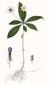 Attēlu rezultāti vaicājumam “Trientalis europaea bud”