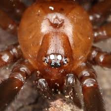 Attēlu rezultāti vaicājumam “Steatoda grossa”