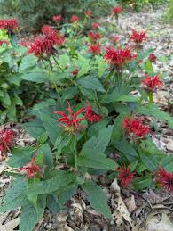 Image result for Monarda didyma