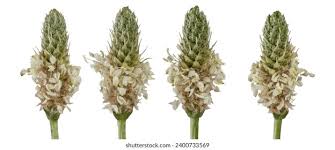 Attēlu rezultāti vaicājumam “Plantago major flower”