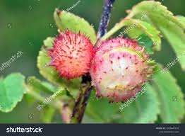 Attēlu rezultāti vaicājumam “Diplolepis rosae”