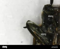 Attēlu rezultāti vaicājumam “Anogcodes melanurus”