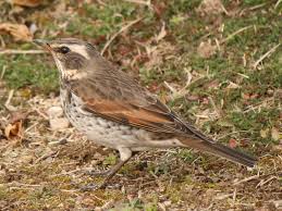 Image result for Turdus naumanni