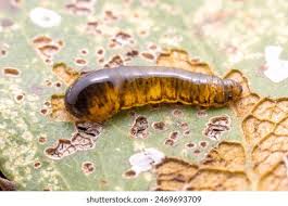 Attēlu rezultāti vaicājumam “Pristiphora maesta larva”