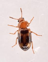 Attēlu rezultāti vaicājumam “Tetratoma ancora”