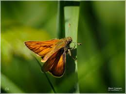Attēlu rezultāti vaicājumam “Thymelicus sylvestris underside”