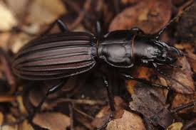 Attēlu rezultāti vaicājumam “Broscus cephalotes”