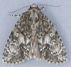 Attēlu rezultāti vaicājumam “Acronicta megacephala larva”