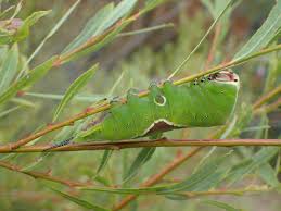 Attēlu rezultāti vaicājumam “Cerura vinula larva”