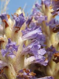 Attēlu rezultāti vaicājumam “Orobanche coerulescens flower”
