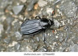 Attēlu rezultāti vaicājumam “Necrodes littoralis”