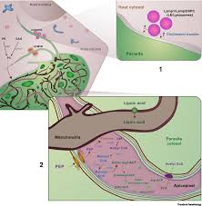 Attēlu rezultāti vaicājumam “Enteridium olivaceum plasmodium”