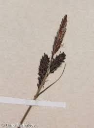 Attēlu rezultāti vaicājumam “Carex cespitosa flower”