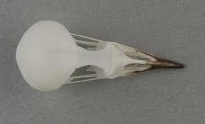 Image result for Luscinia cyane