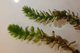 Attēlu rezultāti vaicājumam “Elodea canadensis”