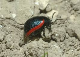 Attēlu rezultāti vaicājumam “Chrysolina sanguinolenta”