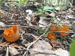 Attēlu rezultāti vaicājumam “Caloscypha fulgens”