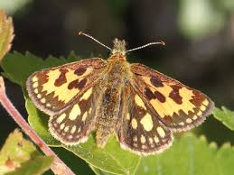 Attēlu rezultāti vaicājumam “Carterocephalus silvicolus”