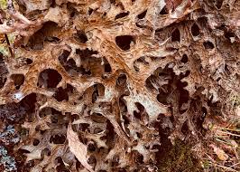 Attēlu rezultāti vaicājumam “Lobaria pulmonaria”