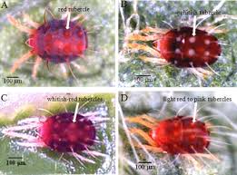Attēlu rezultāti vaicājumam “Panonychus”