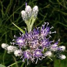 Attēlu rezultāti vaicājumam “Saussurea esthonica leaf”