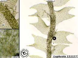 Attēlu rezultāti vaicājumam “Lophozia”