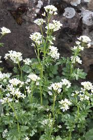 Attēlu rezultāti vaicājumam “Cardamine amara flower”